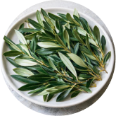 Oleuropein